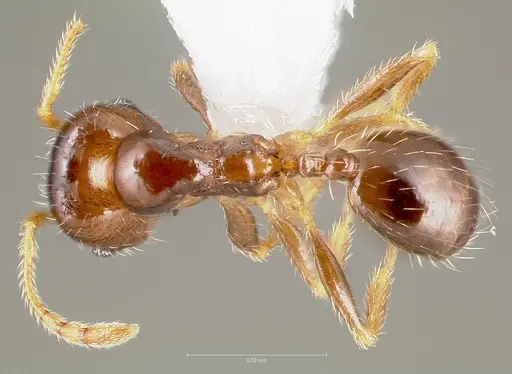 Pheidole creightoni specimen CASENT0005758 image casent0005758_1