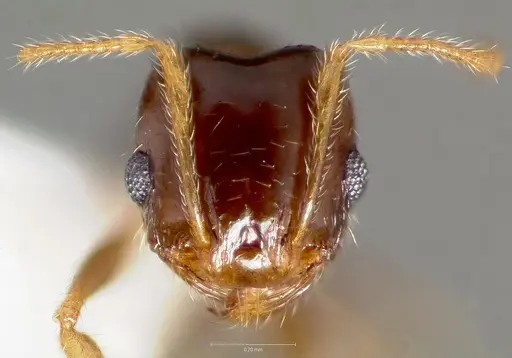 Pheidole creightoni specimen CASENT0005758 image casent0005758_2