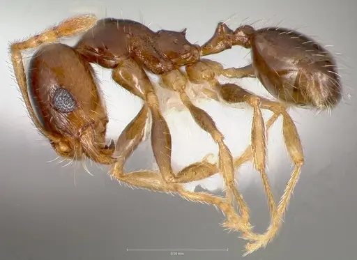 Pheidole creightoni specimen CASENT0005758 image casent0005758_3