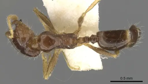 Pheidole creightoni specimen CASENT0901551 image casent0901551_1