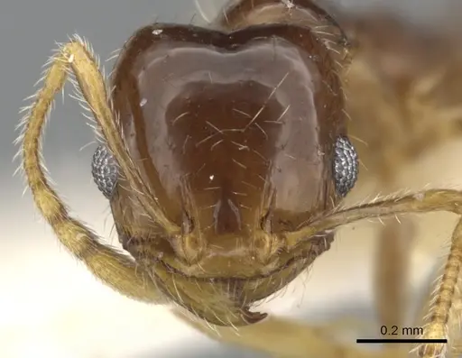 Pheidole creightoni specimen CASENT0901551 image casent0901551_2
