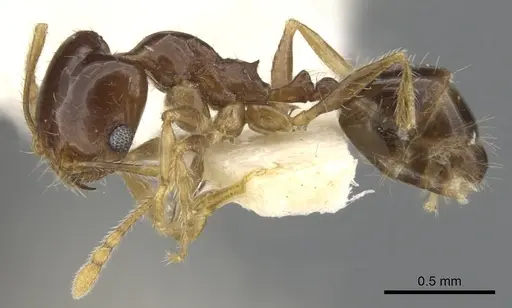 Pheidole creightoni specimen CASENT0901551 image casent0901551_3