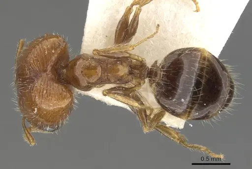 Pheidole creightoni specimen CASENT0901552 image casent0901552_1