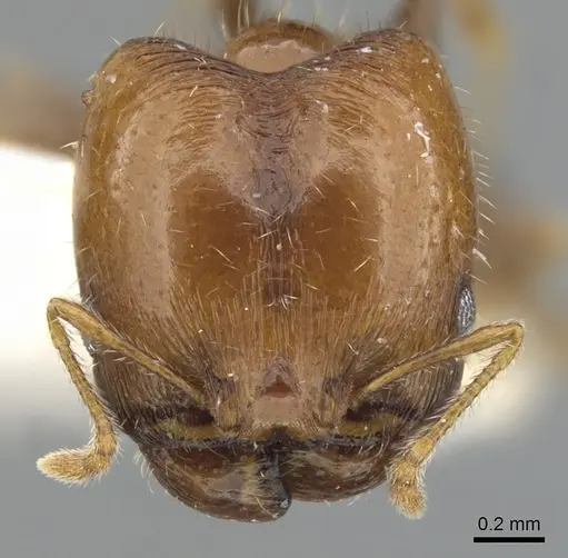 Pheidole creightoni specimen CASENT0901552 image casent0901552_2