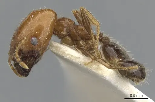 Pheidole creightoni specimen CASENT0901552 image casent0901552_3