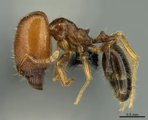 Pheidole creightoni specimen CASENT8368281 image casent8368281_1
