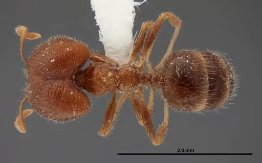 Pheidole creightoni specimen FMNHINS0000062682 image fmnhins0000062682_1