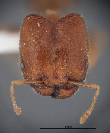 Pheidole creightoni specimen FMNHINS0000062682 image fmnhins0000062682_2