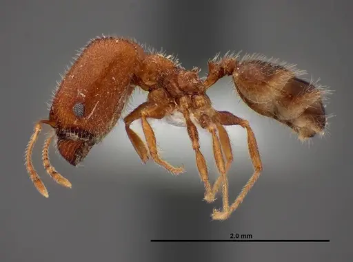 Pheidole creightoni specimen FMNHINS0000062682 image fmnhins0000062682_3