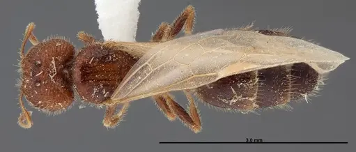 Pheidole creightoni specimen FMNHINS0000062684 image fmnhins0000062684_1