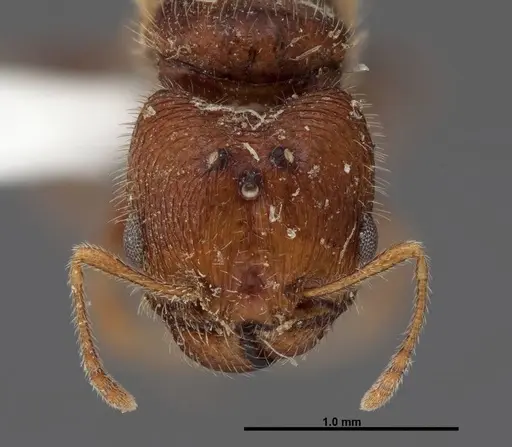 Pheidole creightoni specimen FMNHINS0000062684 image fmnhins0000062684_2