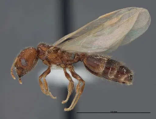 Pheidole creightoni specimen FMNHINS0000062684 image fmnhins0000062684_3