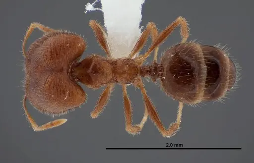 Pheidole creightoni specimen FMNHINS0000062827 image fmnhins0000062827_1