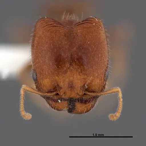 Pheidole creightoni specimen FMNHINS0000062827 image fmnhins0000062827_2