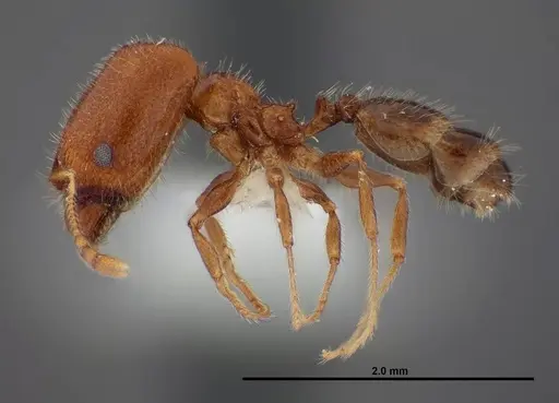 Pheidole creightoni specimen FMNHINS0000062827 image fmnhins0000062827_3