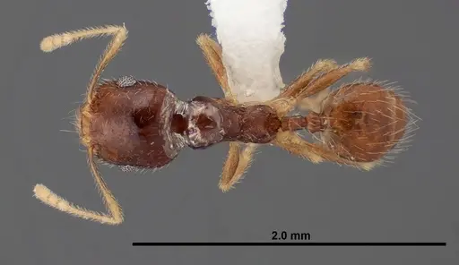 Pheidole creightoni specimen FMNHINS0000062834 image fmnhins0000062834_1