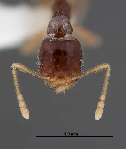 Pheidole creightoni specimen FMNHINS0000062834 image fmnhins0000062834_2
