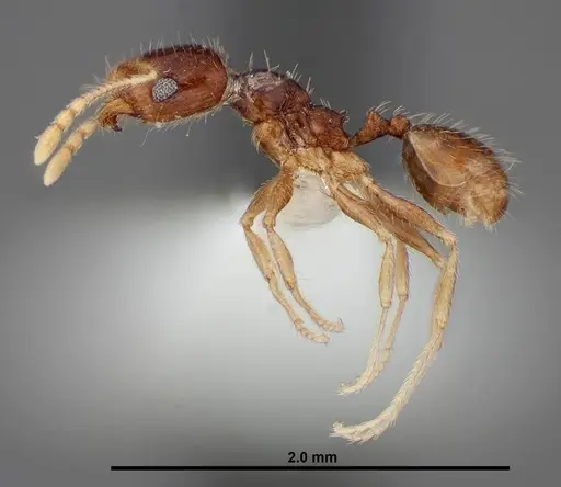 Pheidole creightoni specimen FMNHINS0000062834 image fmnhins0000062834_3