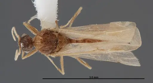 Pheidole creightoni specimen FMNHINS0000083004 image fmnhins0000083004_1
