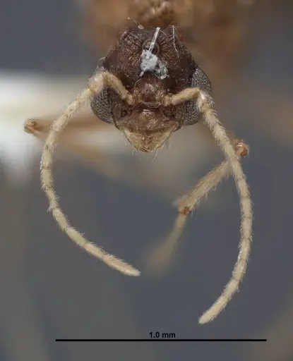 Pheidole creightoni specimen FMNHINS0000083004 image fmnhins0000083004_2