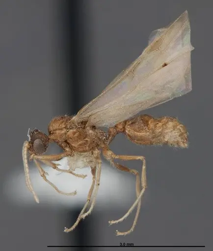 Pheidole creightoni specimen FMNHINS0000083004 image fmnhins0000083004_3