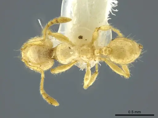 Pheidole crinita specimen CASENT0627919 image casent0627919_1