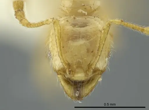 Pheidole crinita specimen CASENT0627919 image casent0627919_2