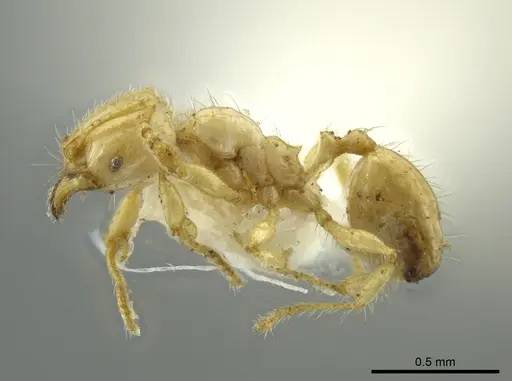 Pheidole crinita specimen CASENT0627919 image casent0627919_3