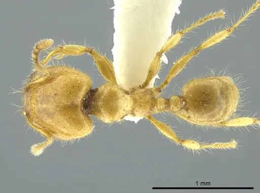 Pheidole crinita specimen JTLC000016352 image jtlc000016352_1