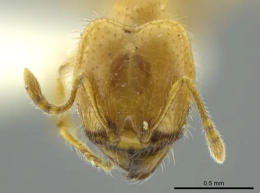Pheidole crinita specimen JTLC000016352 image jtlc000016352_2