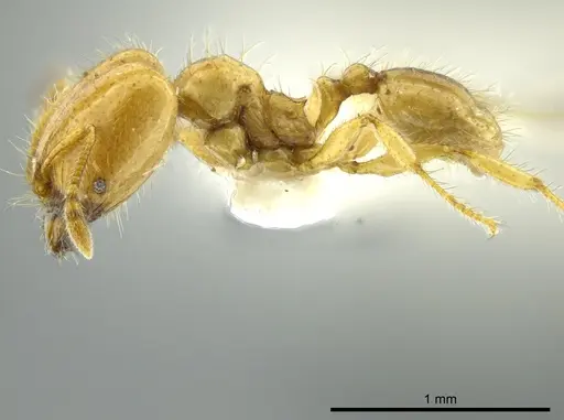 Pheidole crinita specimen JTLC000016352 image jtlc000016352_3