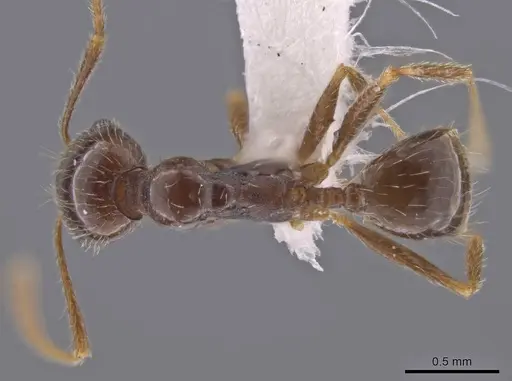 Pheidole crozieri specimen CASENT0636780 image casent0636780_1
