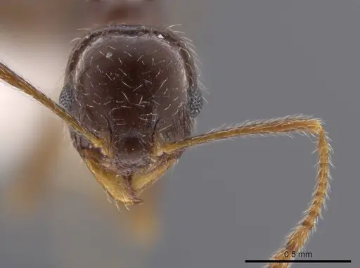 Pheidole crozieri specimen CASENT0636780 image casent0636780_2