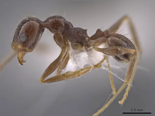 Pheidole crozieri specimen CASENT0636780 image casent0636780_3