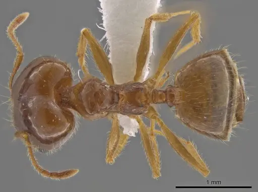 Pheidole crozieri specimen JTLC000016354 image jtlc000016354_1