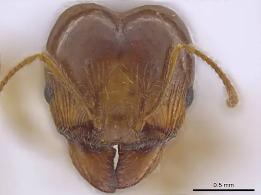 Pheidole crozieri specimen JTLC000016354 image jtlc000016354_2