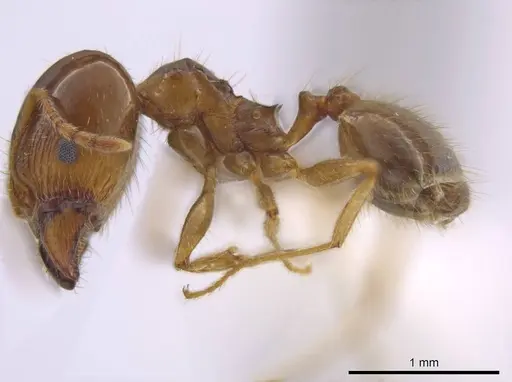 Pheidole crozieri specimen JTLC000016354 image jtlc000016354_3