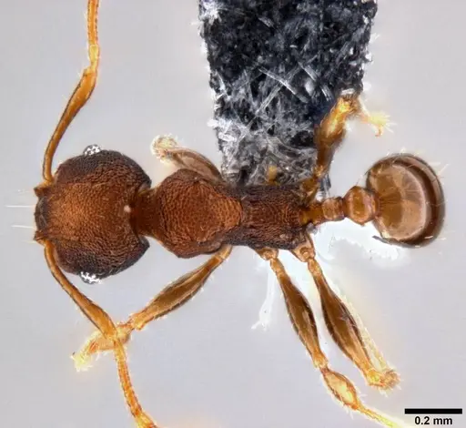 Pheidole cryptocera specimen CASENT0199118 image casent0199118_1