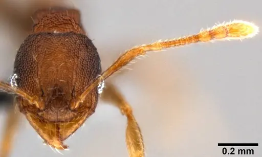 Pheidole cryptocera specimen CASENT0199118 image casent0199118_2