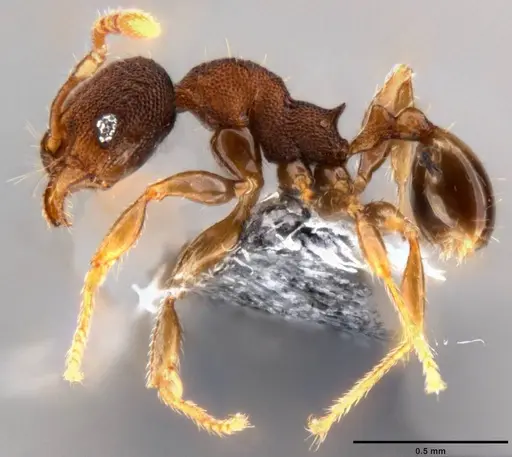 Pheidole cryptocera specimen CASENT0199118 image casent0199118_3