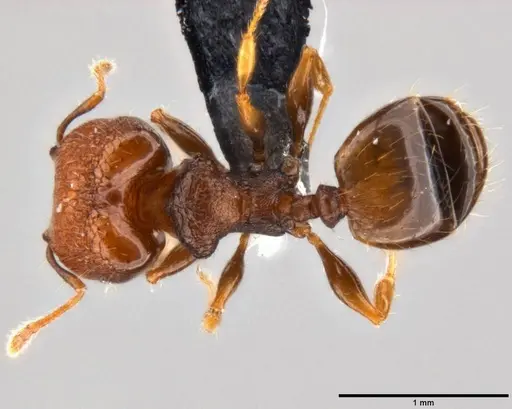 Pheidole cryptocera specimen CASENT0199119 image casent0199119_1