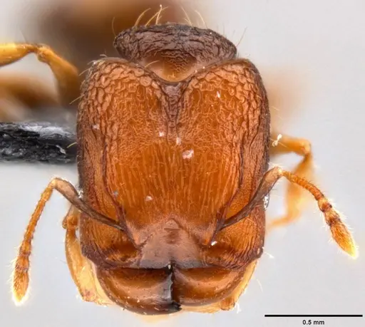 Pheidole cryptocera specimen CASENT0199119 image casent0199119_2