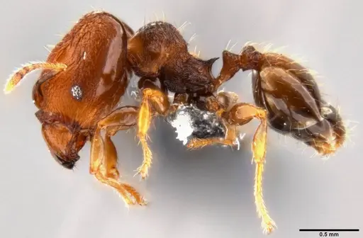 Pheidole cryptocera specimen CASENT0199119 image casent0199119_3