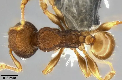 Pheidole cryptocera specimen CASENT0219509 image casent0219509_1