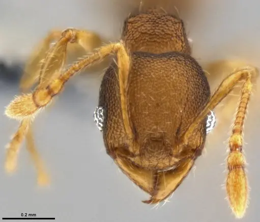 Pheidole cryptocera specimen CASENT0219509 image casent0219509_2