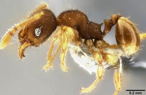 Pheidole cryptocera specimen CASENT0219509 image casent0219509_3
