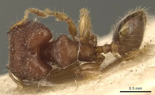 Pheidole cryptocera specimen CASENT0904286 image casent0904286_1