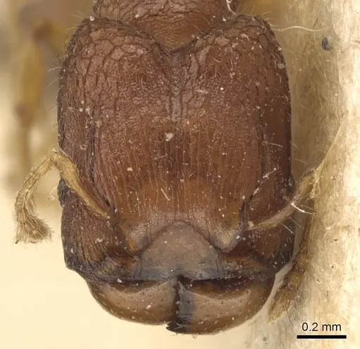 Pheidole cryptocera specimen CASENT0904286 image casent0904286_2
