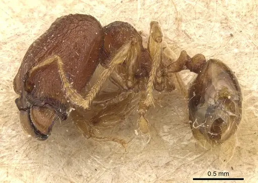Pheidole cryptocera specimen CASENT0904286 image casent0904286_3
