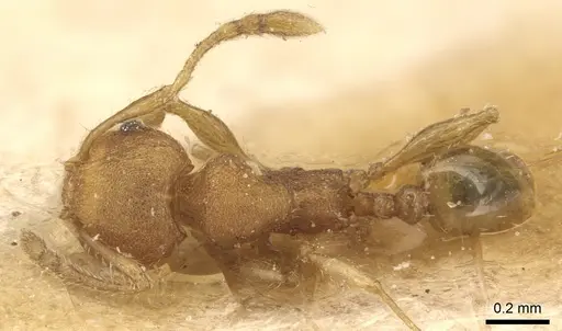 Pheidole cryptocera specimen CASENT0904287 image casent0904287_1